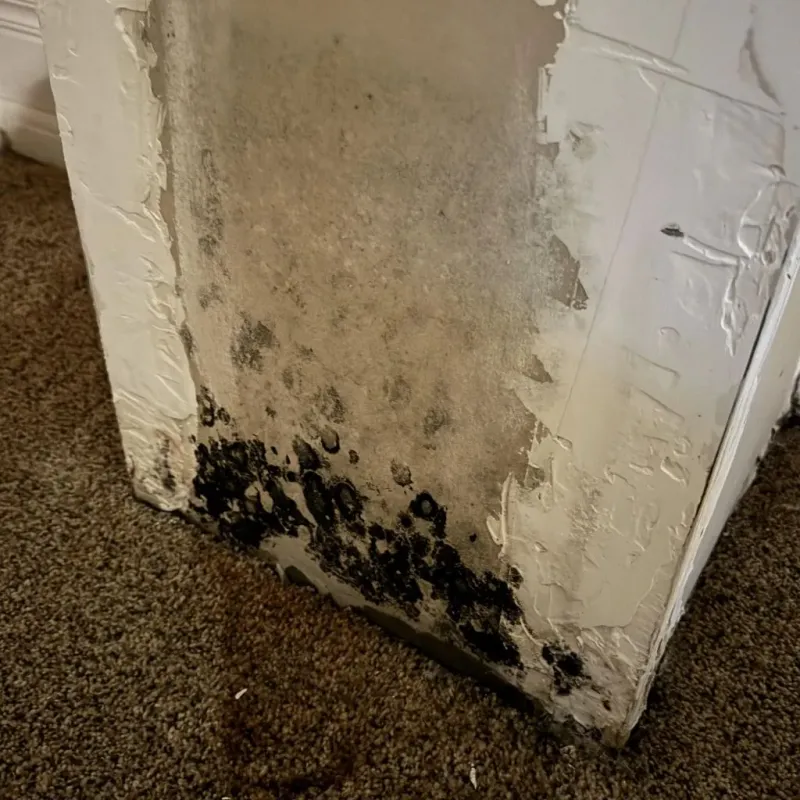 Professional Mold Removal in Hidden Meadows, CA
